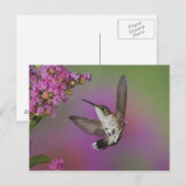Juveniele mannelijke Ruby Throated Hummingbird Briefkaart (Voorkant / Achterkant)