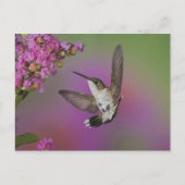 Juveniele mannelijke Ruby Throated Hummingbird Briefkaart (Voorkant)