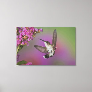 Juveniele mannelijke Ruby Throated Hummingbird Canvas Afdruk