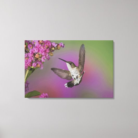 Juveniele mannelijke Ruby Throated Hummingbird Canvas Afdruk (Voorkant)