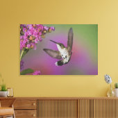 Juveniele mannelijke Ruby Throated Hummingbird Canvas Afdruk (Insitu (Woonkamer))