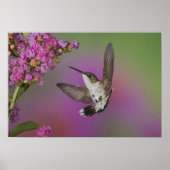 Juveniele mannelijke Ruby Throated Hummingbird Poster (Voorkant)