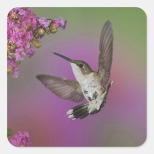Juveniele mannelijke Ruby Throated Hummingbird Vierkante Sticker