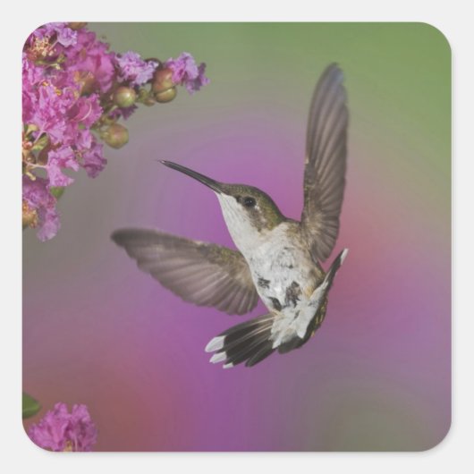 Juveniele mannelijke Ruby Throated Hummingbird Vierkante Sticker (Voorkant)