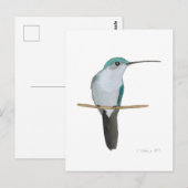 Juveniele robijnkeelkolibrie briefkaart (Voorkant / Achterkant)