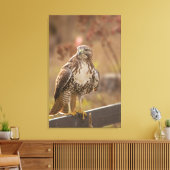 Juveniele roodstaarthavik canvas afdruk (Insitu (Woonkamer))