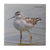 Juveniele Wilsons strandloper Tegeltje (Voorkant)