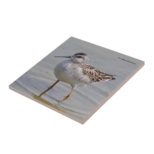 Juveniele Wilsons strandloper Tegeltje (Zijkant)