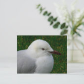 Juveniele zilvermeeuw briefkaart (Staand voorkant)