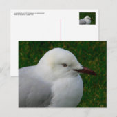 Juveniele zilvermeeuw briefkaart (Voorkant / Achterkant)