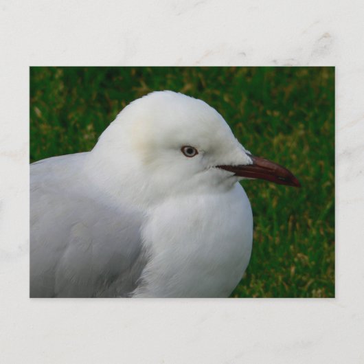 Juveniele zilvermeeuw briefkaart (Voorkant)