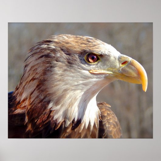 Juvenile American Bald Eagle Poster (Voorkant)