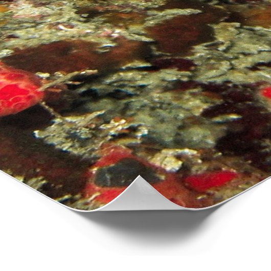 Juvenile Angelfish Poster (Hoek)