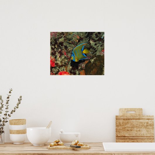 Juvenile Angelfish Poster (Keuken)