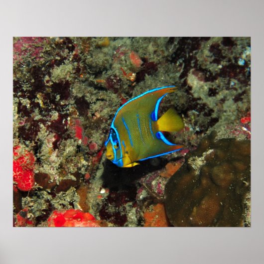 Juvenile Angelfish Poster (Voorkant)