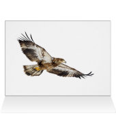 Juvenile Bald Eagle (Binnen Horizontaal (Boven))