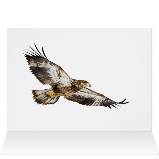 Juvenile Bald Eagle (Binnen Horizontaal (Boven))