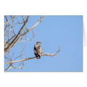 Juvenile Bald Eagle (Voorkant Horizontaal)