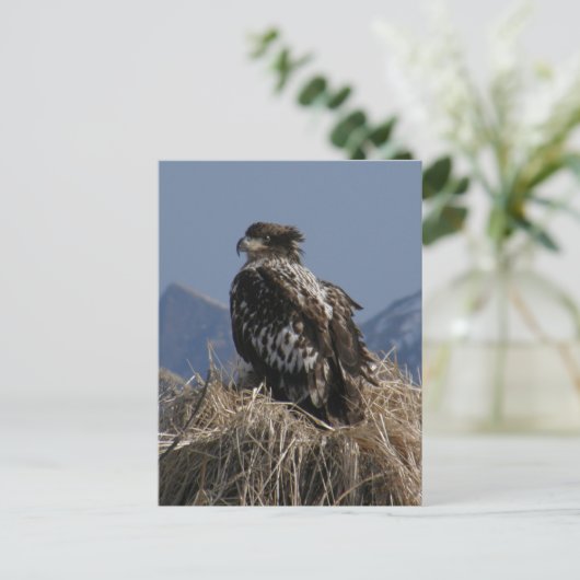 Juvenile Bald Eagle bij de Shore Briefkaart (Staand voorkant)