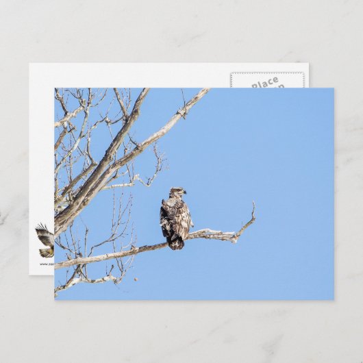 Juvenile Bald Eagle Briefkaart (Voorkant / Achterkant)