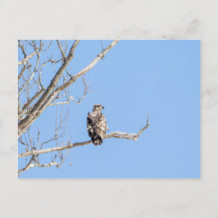 Juvenile Bald Eagle Briefkaart