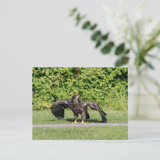 Juvenile Bald Eagle Briefkaart (Staand voorkant)