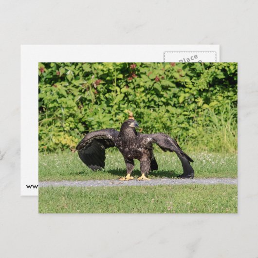 Juvenile Bald Eagle Briefkaart (Voorkant / Achterkant)