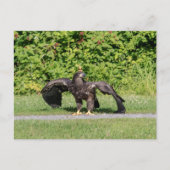 Juvenile Bald Eagle Briefkaart (Voorkant)