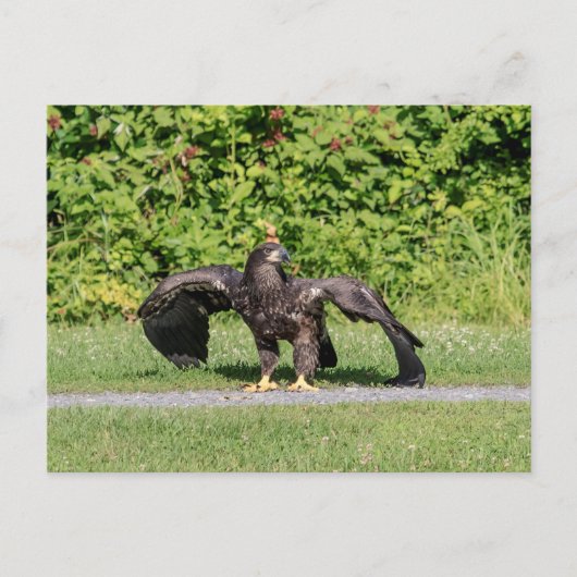 Juvenile Bald Eagle Briefkaart (Voorkant)