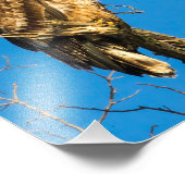 Juvenile Bald Eagle en de maan Foto Afdruk (Hoek)