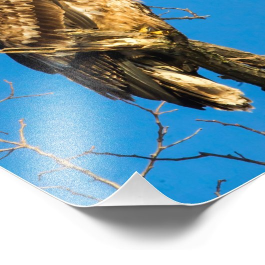 Juvenile Bald Eagle en de maan Foto Afdruk (Hoek)