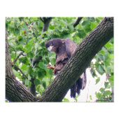 Juvenile Bald Eagle Foto Afdruk (Voorkant)