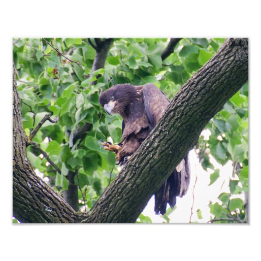 Juvenile Bald Eagle Foto Afdruk (Voorkant)
