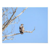 Juvenile Bald Eagle Foto Afdruk (Voorkant)