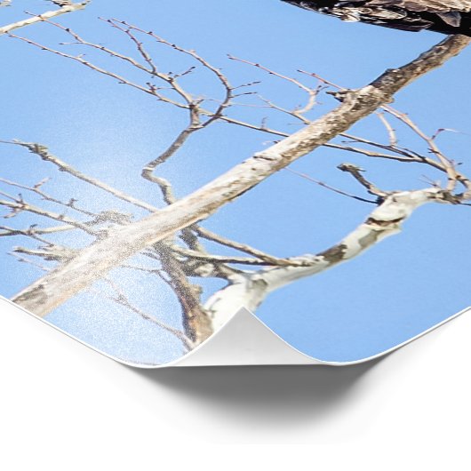 Juvenile Bald Eagle Foto Afdruk (Hoek)