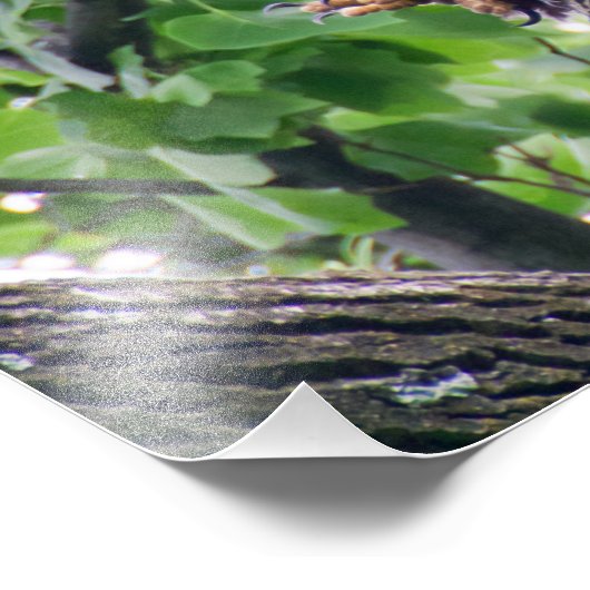 Juvenile Bald Eagle Foto Afdruk (Hoek)