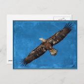 Juvenile Bald Eagle in vlucht Briefkaart (Voorkant / Achterkant)