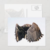 Juvenile Bald Eagle in vlucht Briefkaart (Voorkant / Achterkant)
