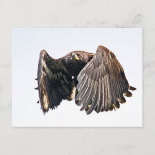Juvenile Bald Eagle in vlucht Briefkaart