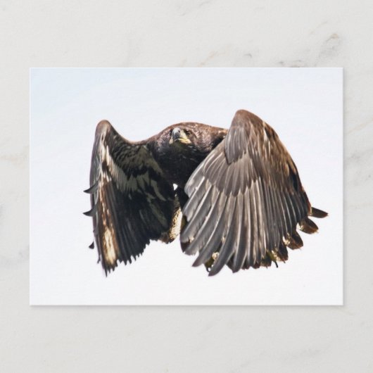 Juvenile Bald Eagle in vlucht Briefkaart (Voorkant)