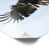 Juvenile Bald Eagle in vlucht Foto Afdruk (Hoek)