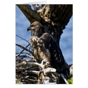 Juvenile Bald Eagle - Kaarten