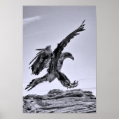Juvenile Bald Eagle Landing Poster (Voorkant)