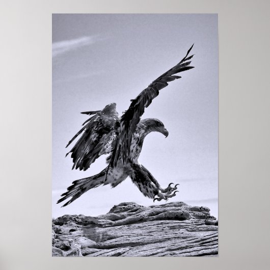 Juvenile Bald Eagle Landing Poster (Voorkant)