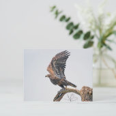 Juvenile Bald Eagle Launch Briefkaart (Staand voorkant)