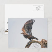 Juvenile Bald Eagle Launch Briefkaart (Voorkant / Achterkant)
