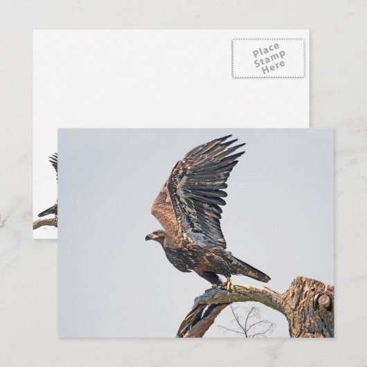 Juvenile Bald Eagle Launch Briefkaart (Voorkant / Achterkant)