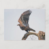 Juvenile Bald Eagle Launch Briefkaart (Voorkant)