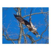 Juvenile Bald Eagle Launch Foto Afdruk (Voorkant)