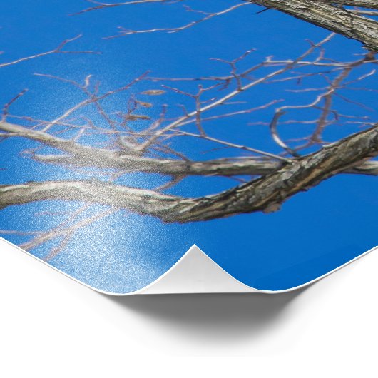 Juvenile Bald Eagle Launch Foto Afdruk (Hoek)